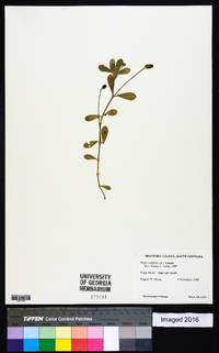 Phyla nodiflora image