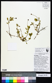 Phyla nodiflora image