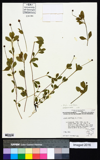 Phyla nodiflora image