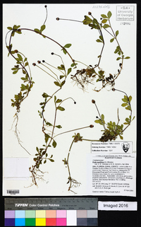 Phyla nodiflora image