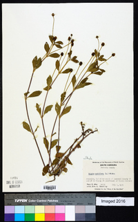 Phyla nodiflora image