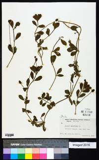 Phyla nodiflora image