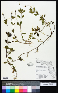 Phyla nodiflora image