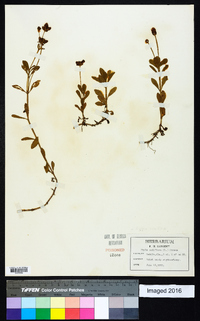 Phyla nodiflora image