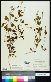 Phyla nodiflora image