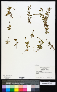 Phyla nodiflora image