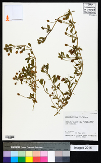 Phyla nodiflora image