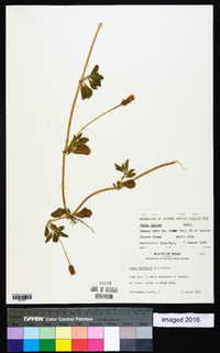 Phyla nodiflora image