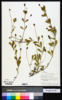 Phyla nodiflora image