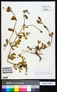 Phyla nodiflora image