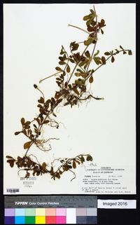 Phyla nodiflora image