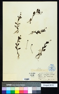 Phyla nodiflora image