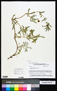 Phyla cuneifolia image