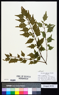 Premna microphylla image