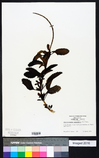 Stachytarpheta jamaicensis image