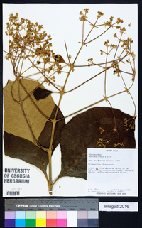 Tectona grandis image