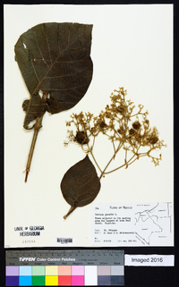Tectona grandis image