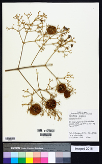 Tectona grandis image