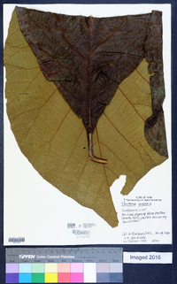 Tectona grandis image