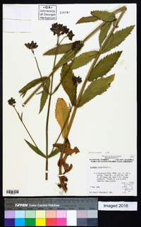 Verbena bonariensis image