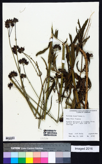 Verbena bonariensis image