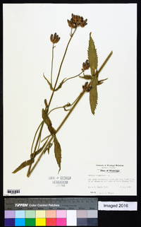 Verbena bonariensis image