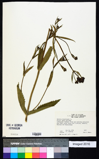 Verbena bonariensis image