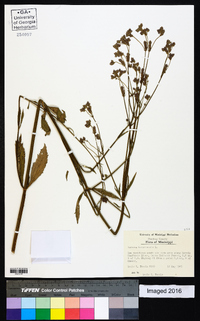 Verbena bonariensis image