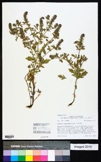 Verbena bracteata image