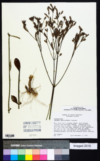 Verbena brasiliensis image