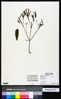 Verbena brasiliensis image
