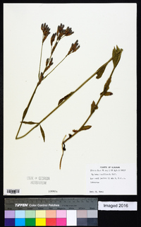 Verbena brasiliensis image