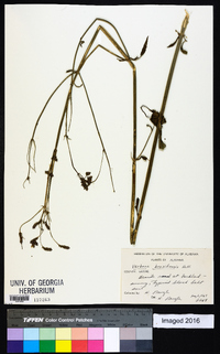 Verbena brasiliensis image
