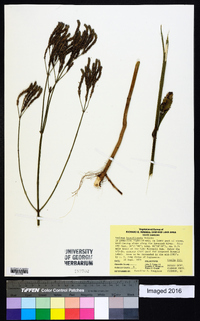 Verbena brasiliensis image