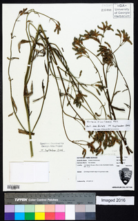 Verbena brasiliensis image