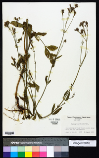 Verbena brasiliensis image