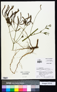 Verbena brasiliensis image