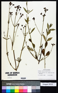 Verbena brasiliensis image