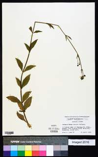 Verbena brasiliensis image