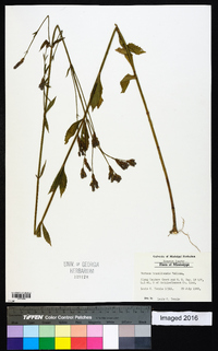 Verbena brasiliensis image