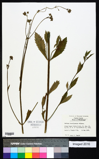 Verbena brasiliensis image