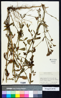 Verbena brasiliensis image