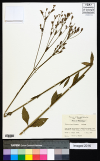 Verbena brasiliensis image