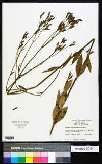 Verbena brasiliensis image