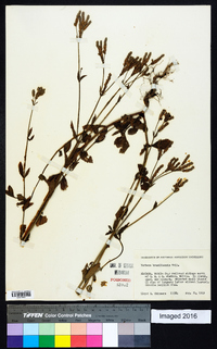 Verbena brasiliensis image