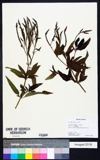 Verbena hastata image