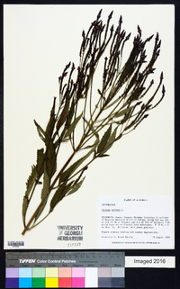 Verbena hastata image