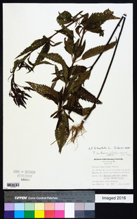 Verbena hastata image