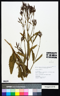 Verbena hastata image