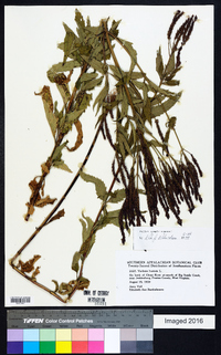 Verbena hastata image